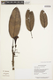Tabebuia insignis (Miq.) Sandwith, GUYANA, T. W. Henkel 3548, F