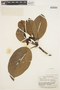 Tabebuia insignis (Miq.) Sandwith, BRITISH GUIANA [Guyana], A. C. Smith 2802, F