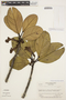 Tabebuia insignis (Miq.) Sandwith, BRITISH GUIANA [Guyana], R. S. Cowan 2255, F