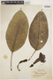 Tabebuia insignis (Miq.) Sandwith, BRITISH GUIANA [Guyana], J. S. de la Cruz 3275, F