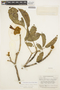 Handroanthus ochraceus (Cham.) Mattos, BRITISH GUIANA [Guyana], A. C. Smith 3090, F