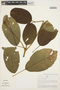 Handroanthus ochraceus (Cham.) Mattos, PERU, A. H. Gentry 29413, F