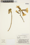 Handroanthus ochraceus (Cham.) Mattos, BRAZIL, T. B. Cavalcanti 44687, F