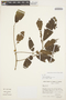 Handroanthus ochraceus (Cham.) Mattos, BRAZIL, C. A. Cid Ferreira 4932, F