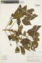 Handroanthus ochraceus (Cham.) Mattos, PERU, J. Schunke Vigo 25487, F
