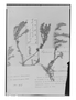 Field Museum photo negatives collection; Genève specimen of Lepidium calycinum Godr., URUGUAY, A. Isabelle, Type [status unknown], G