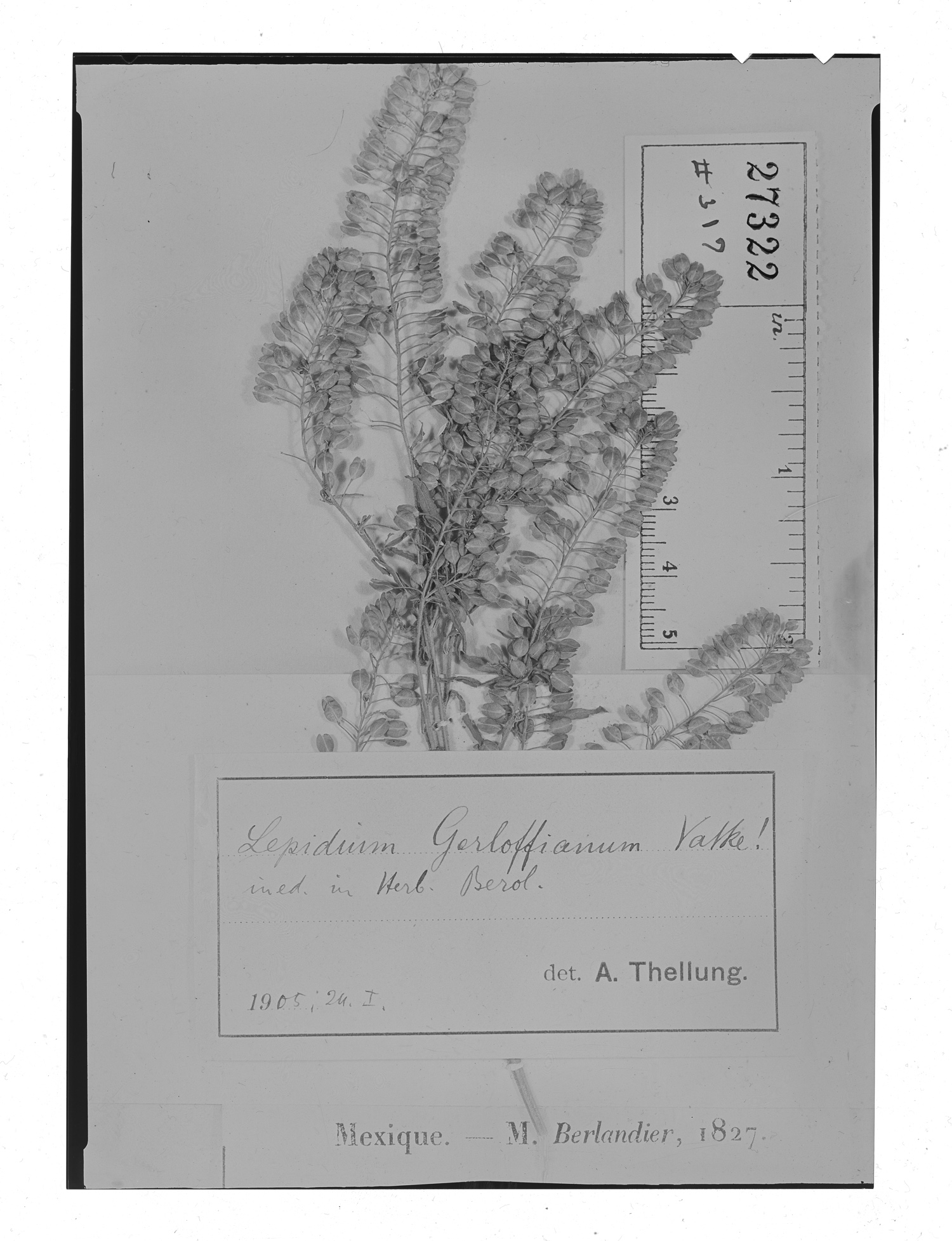 Lepidium gerloffianum image