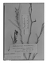 Field Museum photo negatives collection; Genève specimen of Mathewsia matthioloides (Schltdl.) C. H. Müll., PERU, W. Lechler 1702, Type [status unknown], G