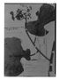 Field Museum photo negatives collection; Genève specimen of Hydrangea platyphylla Briq., Colombia, J. J. Linden 894, Holotype, G