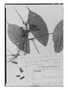 Field Museum photo negatives collection; Genève specimen of Rourea glabra var. coriacea Baker, BRAZIL, R. Spruce 2952, Type [status unknown], G