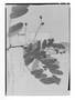 Field Museum photo negatives collection; Genève specimen of Rourea discolor Baker, BRAZIL, J. S. Blanchet 3145a, Isolectotype, G