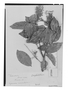 Field Museum photo negatives collection; Genève specimen of Rourea doniana Baker, BRAZIL, Newman, G