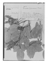 Field Museum photo negatives collection; Genève specimen of Rourea gardneriana Planch., BRAZIL, G. Gardner 962, Isotype, G