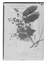 Field Museum photo negatives collection; Genève specimen of Rourea revoluta Planch., GUYANA, R. H. Schomburgk 126, Isotype, G