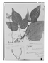 Field Museum photo negatives collection; Genève specimen of Connarus fecundus Baker, BRAZIL, R. Spruce 3771, Isolectotype, G