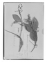 Field Museum photo negatives collection; Genève specimen of Rourea subtriplinervis Radlk., GUYANA, Schomburgk 679, Lectotype, G