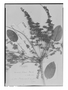 Field Museum photo negatives collection; Genève specimen of Connarus suberosus var. fulvus (Planch.) Forero, BRAZIL, G. Gardner 2521, G