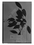 Field Museum photo negatives collection; Genève specimen of Connarus marginatus Planch., BRAZIL, C. Gaudichaud-Beaupré 816, G