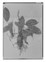 Field Museum photo negatives collection; Genève specimen of Connarus nodosus Baker, BRAZIL, C. Gaudichaud-Beaupré 816b, Type [status unknown], G