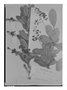 Field Museum photo negatives collection; Genève specimen of Berberis beauverdiana C. K. Schneid., PERU, A. Mathews, Type [status unknown], G