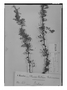 Field Museum photo negatives collection; Genève specimen of Berberis rechingeri C. K. Schneid., BOLIVIA, G. Mandon 863, Type [status unknown], G