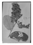 Field Museum photo negatives collection; Genève specimen of Couepia claussenii Briq., BRAZIL, P. C. D. Clausen, G