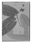 Field Museum photo negatives collection; Genève specimen of Couepia insignis Fritsch, BRAZIL, J. S. Blanchet 3209, Isotype, G