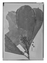 Field Museum photo negatives collection; Genève specimen of Lecostemon crassipes Spruce, BRAZIL, R. Spruce 1497, Isotype, G
