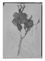 Field Museum photo negatives collection; Genève specimen of Lecostemon gardnerianum Benth., Brazil, G. Gardner 2814, Isotype, G