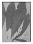 Field Museum photo negatives collection; Genève specimen of Lecostemon macrophyllum Spruce ex Benth., BRAZIL, R. Spruce [1408], Isotype, G