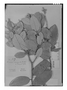 Field Museum photo negatives collection; Genève specimen of Licania compacta Fritsch, BRITISH GUIANA [Guyana], M. R.  Schomburgk 519, Isotype, G