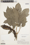 Handroanthus serratifolius (Vahl) S. O. Grose, PERU, J. Schunke Vigo 5, F