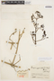 Tanaecium pyramidatum (Rich.) L. G. Lohmann, COLOMBIA, J. Cuatrecasas 16141, F
