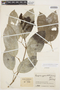 Tanaecium pyramidatum (Rich.) L. G. Lohmann, COLOMBIA, J. Cuatrecasas 17164, F