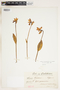 Pogonia ophioglossoides image