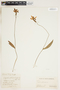 Pogonia ophioglossoides image