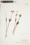 Pogonia ophioglossoides image