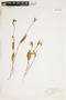 Pogonia ophioglossoides image