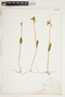 Pogonia ophioglossoides image