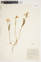 Pogonia ophioglossoides image