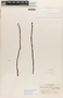 Mandevilla lancifolia Woodson, COLOMBIA, J. Cuatrecasas 4059, F