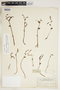 Triphora trianthophoros (Sw.) Rydb., U.S.A., O. E. Lansing, Jr. 1098, F