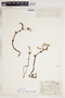 Triphora trianthophoros (Sw.) Rydb., U.S.A., J. A. Steyermark 6686, F