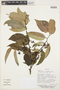 Prunus rigida var. subintegra Koehne, Bolivia, M. A. Lewis 38054, F