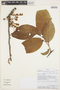 Prunus subcorymbosa Ruíz ex Koehne, Peru, A. Monteagudo 15123, F
