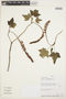 Ribes incarnatum Wedd., PERU, J. Aronson 585, F