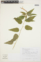 Campanulaceae, BRAZIL, R. Arruda 504, F