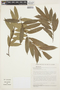 Casearia arborea (Rich.) Urb., BRAZIL, R. Marquete 3453, F