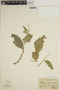 Myroxylon balsamum (L.) Harms, BOLIVIA, H. H. Rusby 668, F