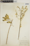 Myrospermum frutescens Jacq., COLOMBIA, Bro. Paul 819, F